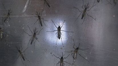 Mosquitos Aedes aegypti, transmisores del virus del zika, en un laboratorio 