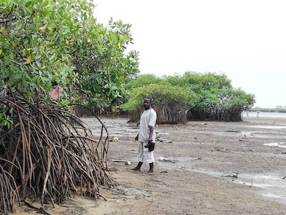 El pastor Davies recorre los remanentes del manglar en Cockle Bay, Freetown, capital de Sierra Leona. Como resultado del hacinamiento, un número significativo de residentes ha reclamado tierras en esta zona.