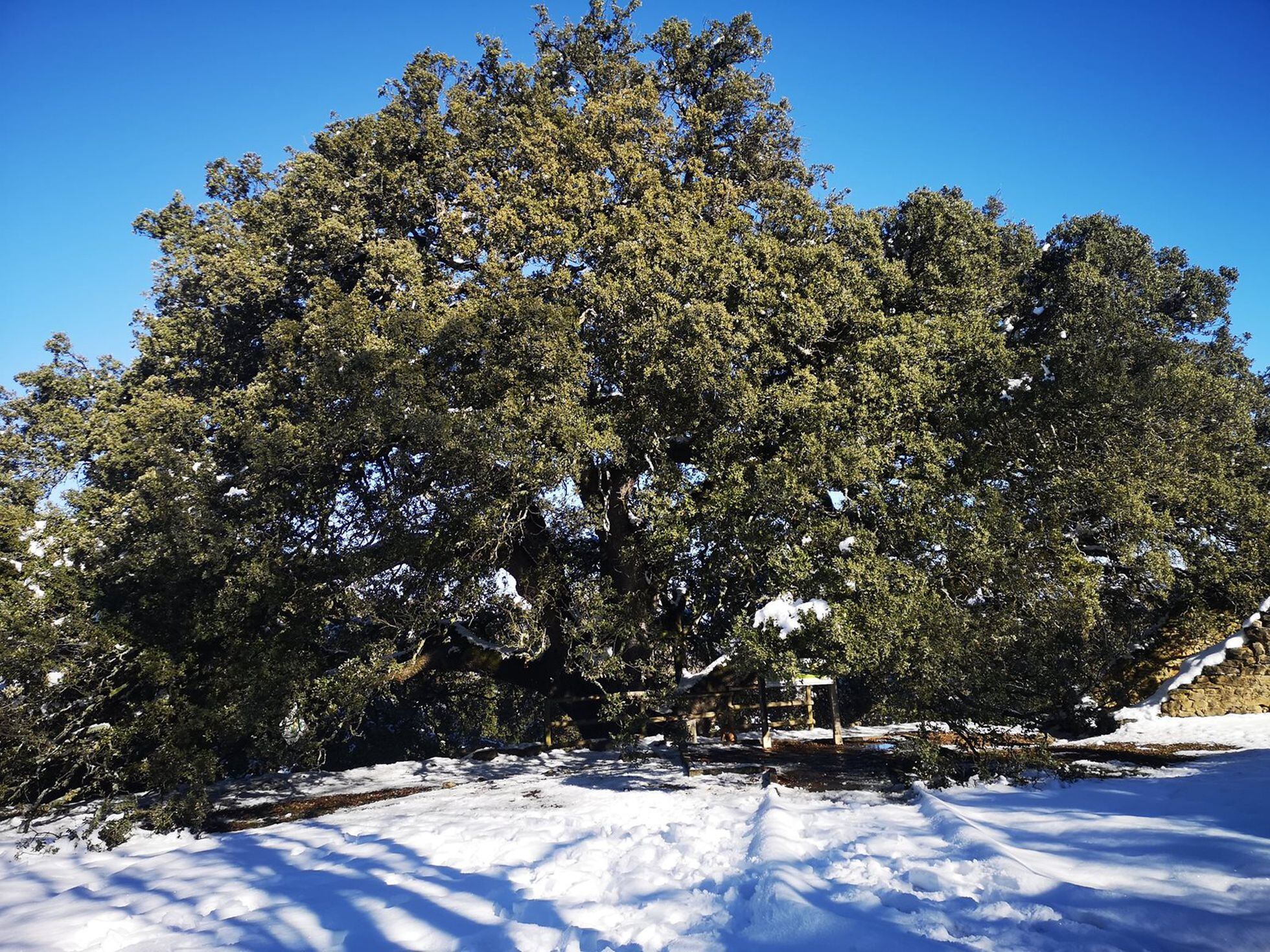 Carrasca Milenaria de Lecina: El gigante aragonés que aspira a Árbol  Europeo del Año | Clima y Medio Ambiente | EL PAÍS