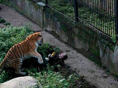 Roban 17 monos en peligro de extinción en un zoo de Francia