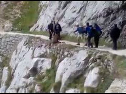 Si el jabalí despeñado en el Parque Nacional de Picos de Europa estuviera bien “habría huido o atacado”