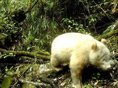 Fotografía del panda albino de la reserva de Wolong. 