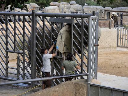 Elefantas recibiendo cuidados por los trabajadores del Zoo de Barcelona.