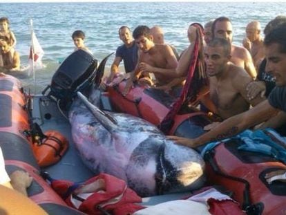 El rescate del delf&iacute;n. 