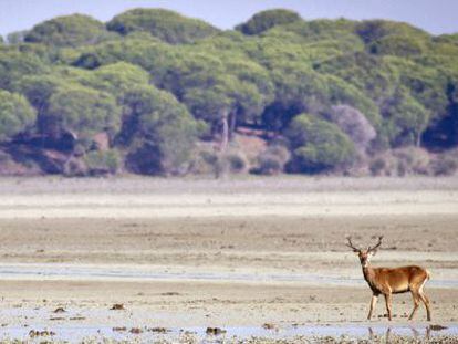 Un ciervo pasea por las marismas del Parque Nacional de Doñana.