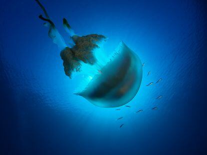 El estudio asegura que las proliferaciones de medusas afectan a las poblaciones de sardina y anchoa en el Mediterráneo.