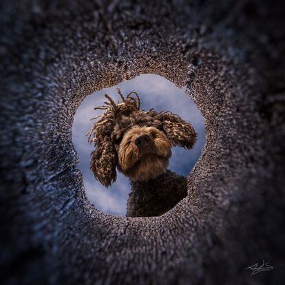 Uno de los curiosos retratos de mascotas de Ainoa Juan. En este caso, logró el efecto colocando la cámara de gran angular dentro de un tronco al que se asomó un perro.