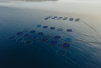 La acuicultura es la mejor aliada de la pesca extractiva responsable. Sin la suma de su producción mundial, superior a los 120 millones de toneladas, no habría sido posible abastecer la demanda de pescado.