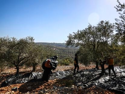Olivareros trabajan en un campo de Salfit, en Cisjordania, el 6 de noviembre.