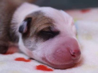 El perro clonado, al poco de nacer.