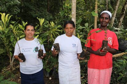 Mujeres trabajan en la recuperaci&oacute;n de bosques en el interior de Sao Paulo.