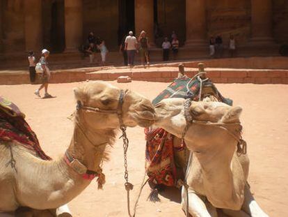 Besuqueos entre camellos en la antigua ciudad de Petra