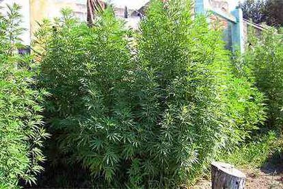 Plantación de marihuana localizada por la policía el pasado julio en una casa de campo en Tarragona.