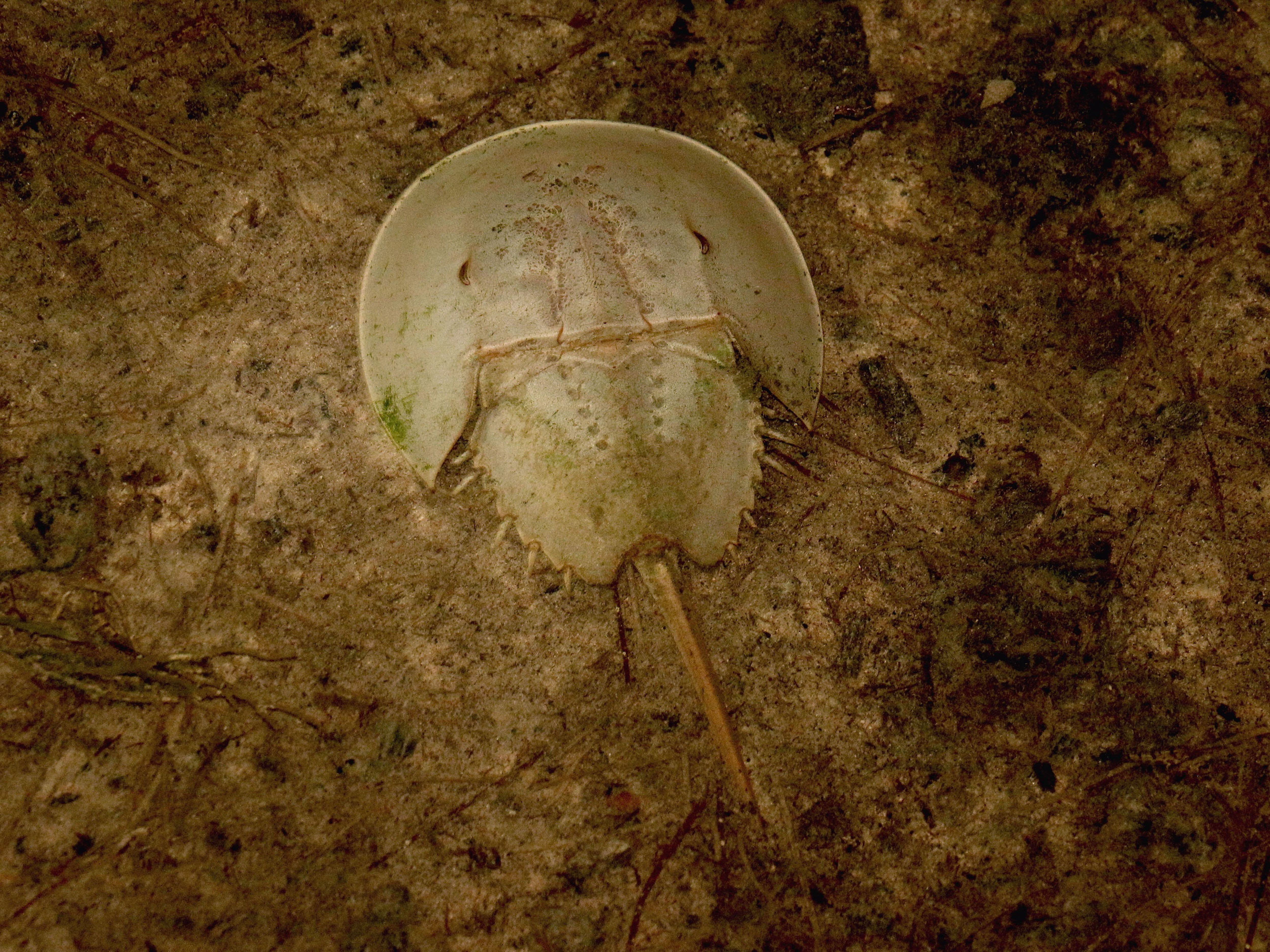 Una ejemplar de 'Limulus polyphemus', en el fondo del mar, en Yucatán (México).