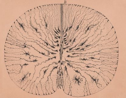 Células gliales de la médula espinal de un ratón, Santiago Ramón y Cajal, Madrid, 1899.