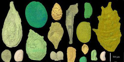 Muestra de los fósiles y las diferencias del embrión en los ejemplares estudiados.