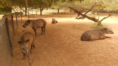 Tapires en el del zoo de Zulia.