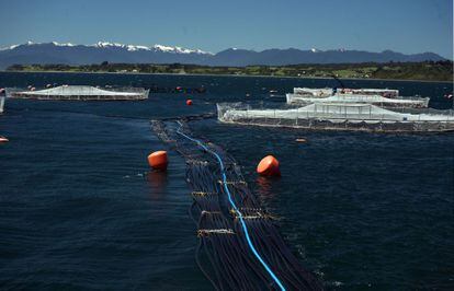 Las redes de contención de salmón flotan en una piscifactoría en el lago Llanquihue, cerca de Puerto Montt, Chile.