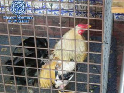 Uno de los animales localizados en el tentadero de Callosa.