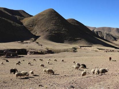 En los elevados páramos de los Andes, en donde los efectos del cambio climático se sienten en toda su crudeza, el cultivo de la patata y la cría de llamas y alpacas son las únicas actividades viables.