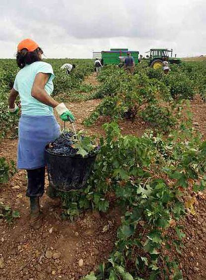 Inmigrantes rumanos vendimian en Socuéllamos, Ciudad Real.