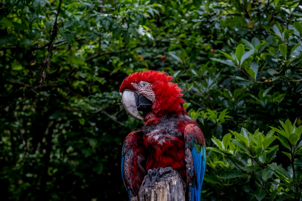 Conjunto de maderas exóticas real para espacios de pluma y de