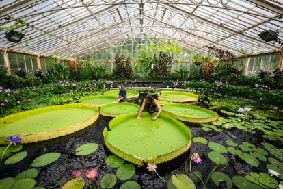 La artista botánica Lucy Smith junto con el horticultor Carlos Magdalena posan con un ejemplar del descubrimiento botánico 'Victoria Boliviana', la nueva especie de nenúfar más grande del mundo, en Kew Gardens, en Londres, en julio de 2022.