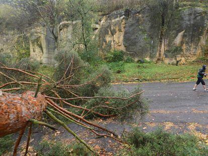 Un hombre pasea frente a un árbol caído durante la tormenta, que ha alcanzado los 180km/h, en Praga (República Checa). La fuerte lluvia inundó en muchos lugares los sótanos y las ráfagas de viento arrancaron árboles en todo el país bloqueando las carreteras y el tráfico.