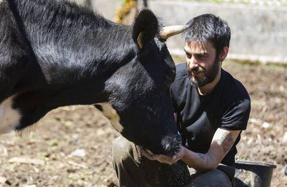 Mario Santiago, fundador del Santuario Vacaloura de Compostela, con una de las reses rescatadas de una granja en el municipio Boiro (A Coruña).