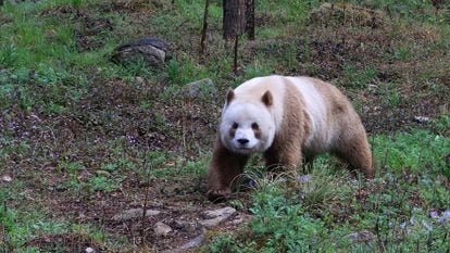 No hay un censo, pero se cree que quedan apenas un centenar de pandas marrones en las montañas Qinling. En la imagen, Qizai, un macho y el único que vive en cautividad.