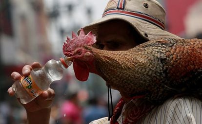 El gallo fue entrenado durante horas para permanecer en el hombro de Martín sin caerse, y su dueño aprendió cómo sujetarlo para no arrancarle ninguna pluma. En la imagen, Martín da de beber a Paquito durante uno de sus paseos por San José.