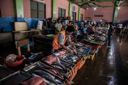 Y cada vez es peor. La pota se va lejos, escasea, o se profundiza por el clima; los peces ya no están a la vuelta de una isla, o de unos acantilados. De continuar así, hasta el cebiche podría verse afectado. En la imagen, una terminal pesquera en la localidad de Aguas Verdes, en Tumbes, el 31 de marzo de 2023.
