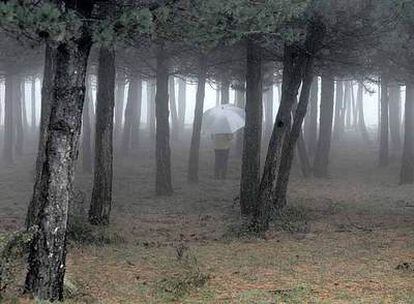 Uno paseante bajo la lluvia en un bosque de pinos en Vizcaya.