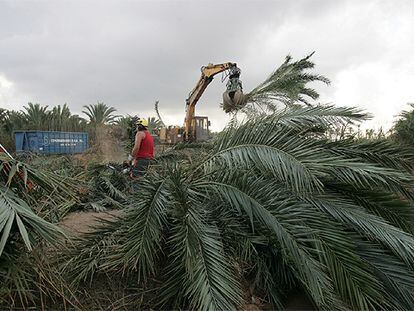 Corte de palmeras en Daimés, pedanía de Elche, para impedir la extensión de la plaga.