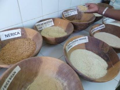 En el laboratorio de Centro Africano del Arroz, con sede en Saint Louis, decenas tipos de granos de arroz se disponen en cuencos que llevan los nombres de las variedades como Sahel o Nerica, que significa New Rice for Africa (Nuevo arroz para África).