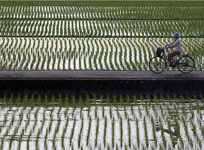 Una mujer recorre en bicicleta una extensa plantación de arroz en Taiwan.