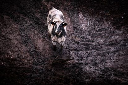 Baño de estiércol. En las inmediaciones de la macrogranja de vacas de Caparroso (Navarra) existen ingentes balsas de purines; una mezcla de los desechos orgánicos de los propios animales y restos de la instalación que, a menudo, se filtran hasta los acuíferos de la zona.