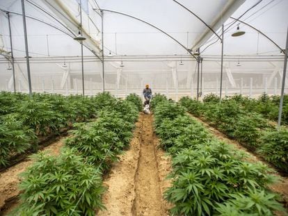 Plantas de cannabis en un invernadero en Pesca, Colombia, donde ya está permitido ese cultivo.