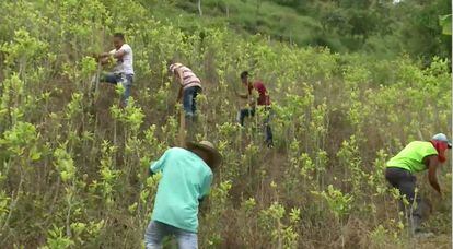 Campesinos cocaleros erradican matas de coca en Las Colinas.