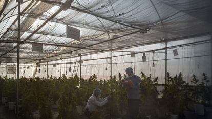 Trabajadores cultivan marihuana en un invernadero en el poblado de Doima, Departamento de Tolima (Colimbia), en junio de 2019.