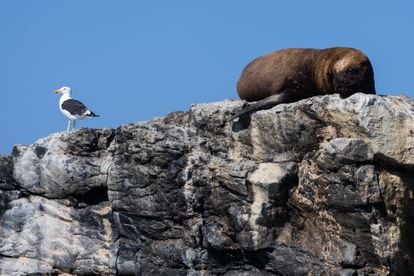 Una foca y una gaviota.