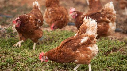 Las gallinas de Huevos Guillén ponen 114 millones de docenas al año.
