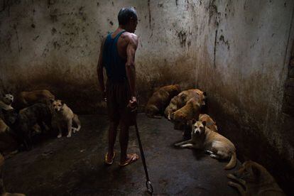 Zhanjiang, China, abril de 2013. Un matadero de perros en Zhanjiang, China. Una investigación de la ONG Igualdad Animal documentó con unas impactantes imágenes todo el proceso de maltrato en el comercio de carne de perro (sobre todo, pero también de gato) en China. En octubre, gracias a estos informes se desarticuló una red en la provincia de Cantón, en el sur de China, acusada de comerciar ilegalmente con más de millón y medio de perros y gatos al año para consumir su carne o su piel. Las autoridades de la ciudad de Foshan, situada a 20 kilómetros al sudoeste de Cantón, clausuraron un matadero clandestino y 33 comercios del mercado Los Tres Pájaros de Dalí.