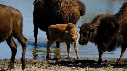 Una cría de bisonte se hidrata con su manada en Bull Hollow, Oklahoma.