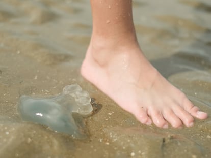 Las medusas pueden aparecer en las playas y picar a los bañistas. GETTY IMAGES.