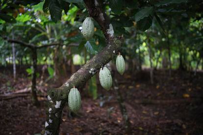 Frutos de cacao creciendo en la tierra retomada por Raimunda Gomes.