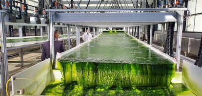 Los experimentos se realizaron en uno de los mayores tanques dedicados a la biorreacción, con aguas procedentes de una mina.