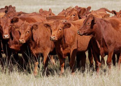 Vacas en Argentina.