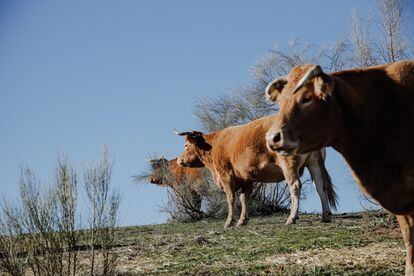 Explotación de vacas en Colmenar Viejo (Madrid), el mes pasado.