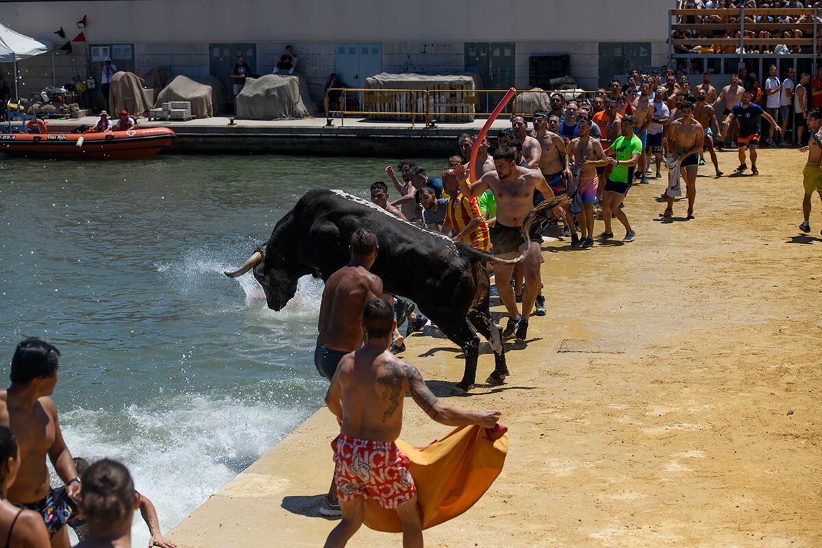 Un toro saltando al agua en las fiestas de 'bous a la mar' en Dénia, Alicante.